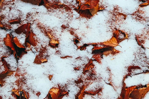 Podzimní Listí Prvním Sněhem Podzim Pozadí Žluté Listy Sníh Pozadí — Stock fotografie