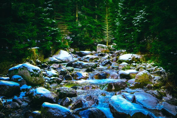 Kiefernwald Fluss Fließt Durch Die Felsen Schöne Mächtige Schnelle Dampf — Stockfoto