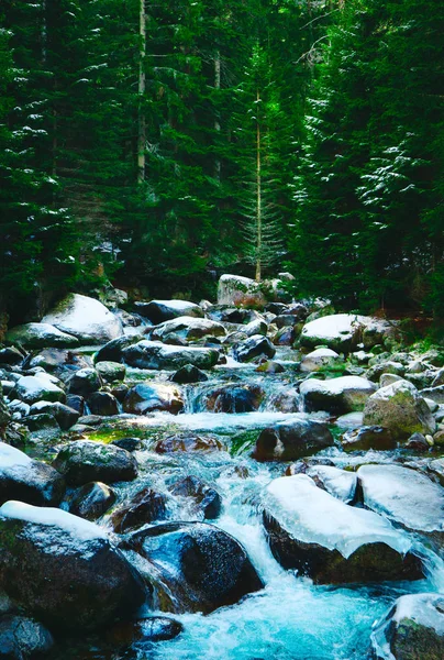 Pine tree forest river flows through the rocks. Beautiful powerful rapid steam of the mountain river flows between pebbles rocks. Nature of Balkanes, Bulgaria