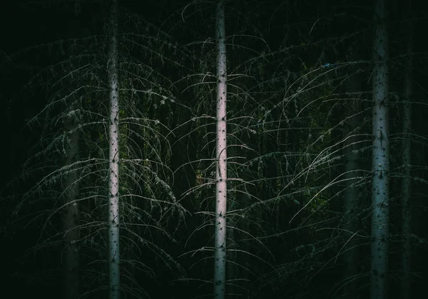 Pinheiro Noite Escura Bosque Assustador Boondocks Foto Retratando Bosques Escuros — Fotografia de Stock