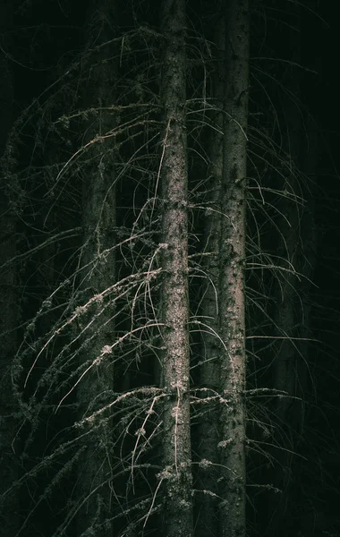 Pine dark night creepy forest boondocks. Photo depicting dark misty pine tree backwoods.