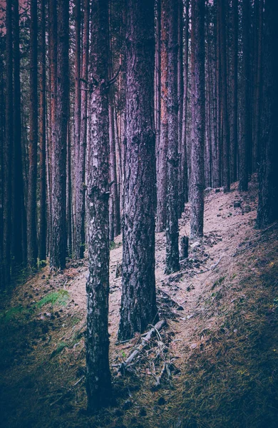 Photo depicting dark misty evergreen pine tree forest. Creepy scene, pine trees silhouettes, fall.