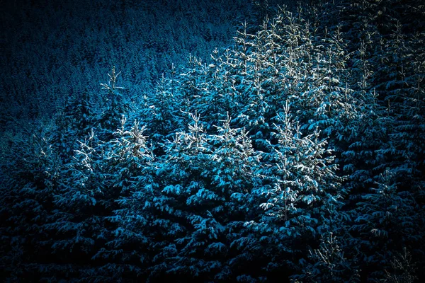 Beautiful Foggy Mystic Mountains Dark Pine Tree Mystical Woods Pine — Stock Photo, Image