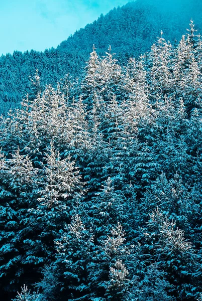 Lindas Montanhas Místicas Inverno Florestas Místicas Pinheiro Floresta Pinheiro Coberta — Fotografia de Stock