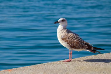 Güzel martı liman alanı içinde oturuyor. Bir kameraya bakarak seabird portre, bir Harbor. Deniz arka planda.