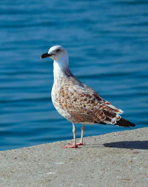 Mewa Piękne Siedzi Porcie Seabird Zbliżenie Porcie Patrząc Kamerę Morze — Zdjęcie stockowe