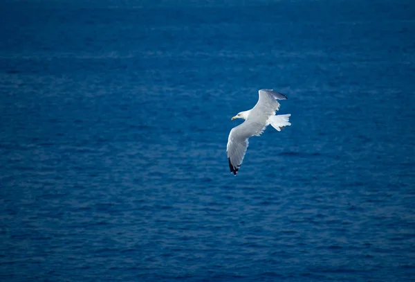 Soar Piękny Pojedynczy Seagull Morze Tło Jeden Biały Seabird Tle — Zdjęcie stockowe