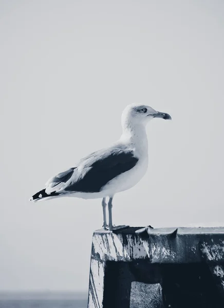 Bela Gaivota Está Sentada Área Portuária Aves Marinhas Fechadas Num — Fotografia de Stock