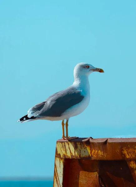 Die Schöne Möwe Sitzt Hafenbereich Seevögel Nahaufnahme Hafen Blick Eine — Stockfoto