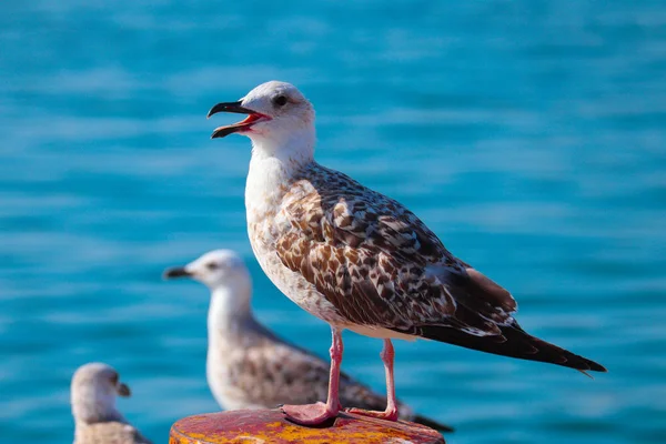 Belos Três Gaivotas Está Sentado Área Portuária Aves Marinhas Com — Fotografia de Stock