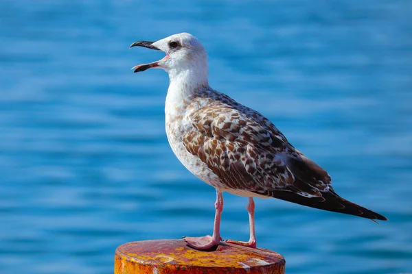 Mewa Piękne Siedzi Porcie Seabird Otwartymi Ustami Zbliżenie Porcie Patrząc — Zdjęcie stockowe