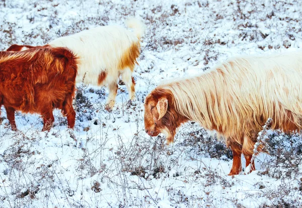 Kecske Kitekintve Egy Mező Téli Időben Ökológiai Gazdálkodás Fogalma — Stock Fotó