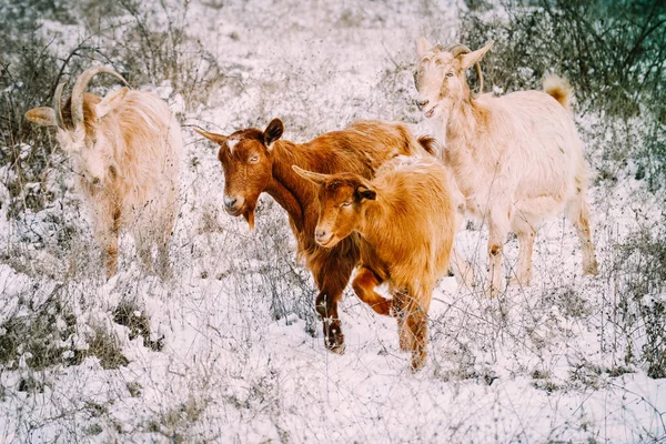 Cabras Olhar Para Campo Tempo Inverno Conceito Agricultura Ecológica — Fotografia de Stock