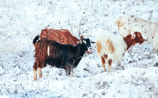 Κατσίκες Ατενίζοντας Ένα Πεδίο Χειμώνα Καιρό Έννοια Οικολογική Γεωργία — Φωτογραφία Αρχείου