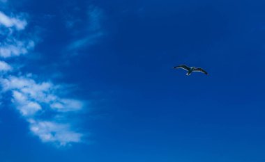Güzel bir martı parlak yaz mavi gökyüzünde uçmak. Tek seabird bulutlu gökyüzü arka plan, Özgürlük kavramı.
