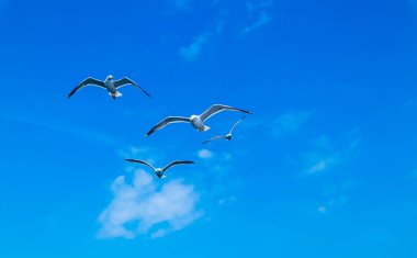 Mavi yaz gökyüzünde uçan bir güzel martılar. Deniz kuşları bulutlu gökyüzü arka plan, Özgürlük kavramı, bir sürü.