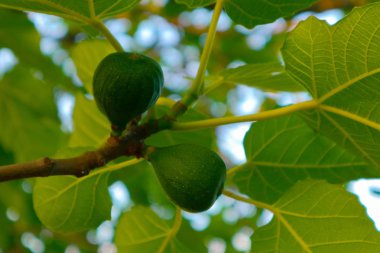 Yeşil incir ağacı, yaprak ve meyve, makro görünümü ile. İncir meyve zemin, portre.