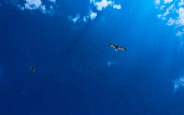 Smukke Måger Flyver Lys Sommerblå Himmel Par Havfugle Den Overskyede - Stock-foto