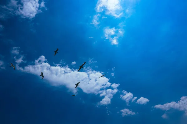 Uma Bela Gaivota Voando Céu Azul Verão Bando Aves Marinhas — Fotografia de Stock