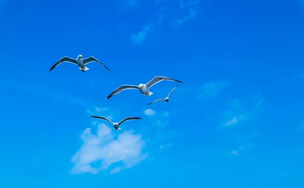 Beautiful Seagulls Flying Blue Summer Sky Flock Seabirds Cloudy Sky — Stock Photo, Image