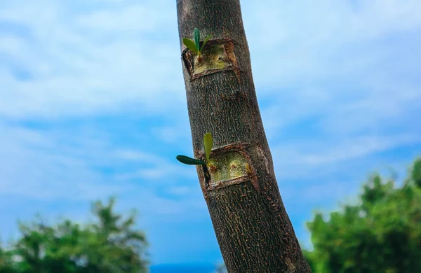 Beim Veredeln Von Olivenbäumen Werden Teile Verschiedener Pflanzen Aus Nächster — Stockfoto