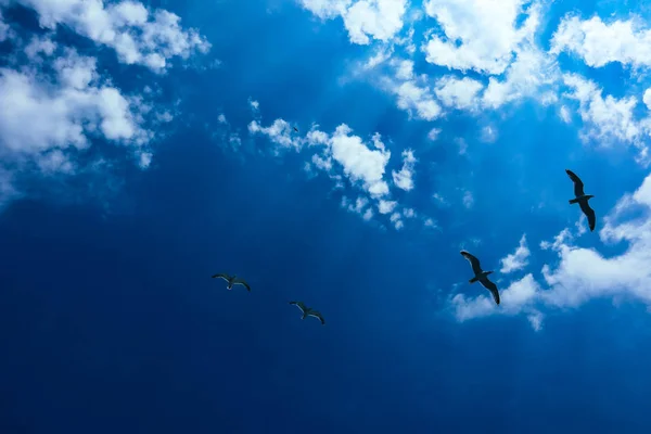 Uma Bela Gaivota Voando Céu Azul Verão Bando Aves Marinhas — Fotografia de Stock