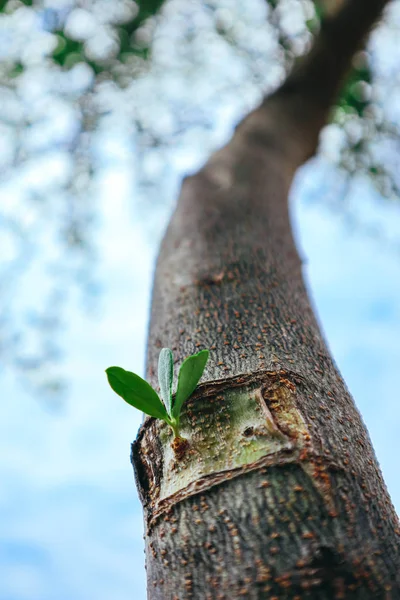 オリーブの木を移植 別の植物の部分一緒に 終値が結合されます 穂木及び台木の試みは成功したオリーブ ガーデン — ストック写真