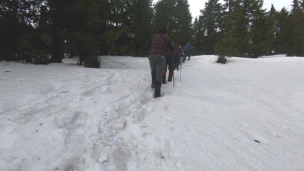 Travelers are moving through the winter forest in the snow — Stock Video