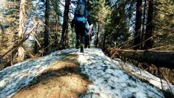 Путешественники движутся по зимнему лесу в снегу — стоковое видео