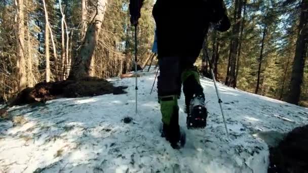 Путешественники движутся по зимнему лесу в снегу — стоковое видео