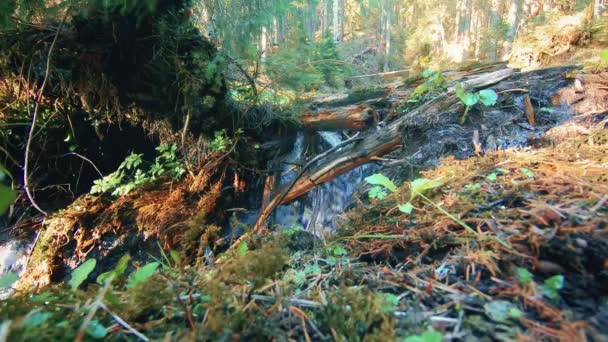 Riacho de montanha no meio da floresta — Vídeo de Stock