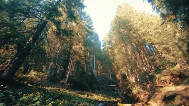 Гірський струмок посеред лісу — стокове відео
