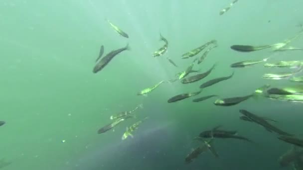 Kreda ryb w jeziorze pod wodą — Wideo stockowe
