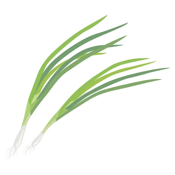 Oignon vert isolé sur fond blanc. Une alimentation saine . — Image vectorielle