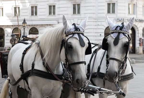 Close up van paard hoofden op de straten van Vienna historische stad centrum — Stockfoto