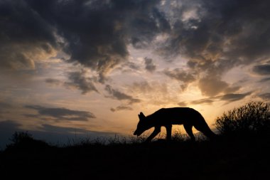 vahşi kızıl tilki siluet günbatımı sırasında 