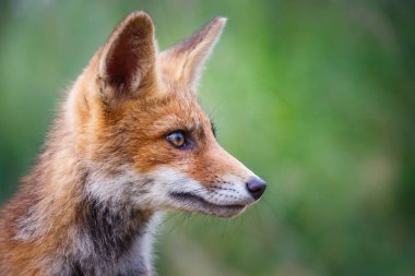 Vahşi kızıl tilki