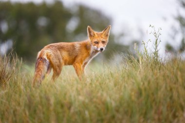 Vahşi kızıl tilki