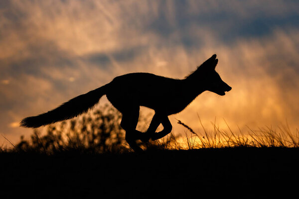 Wild red fox silhouette during sunset