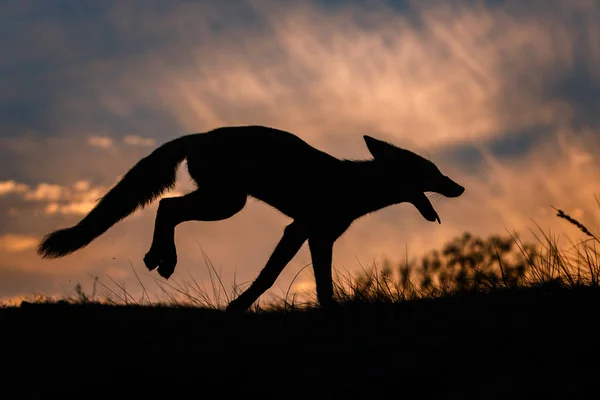 Silhouette Volpe Rossa Selvatica Durante Tramonto — Foto Stock