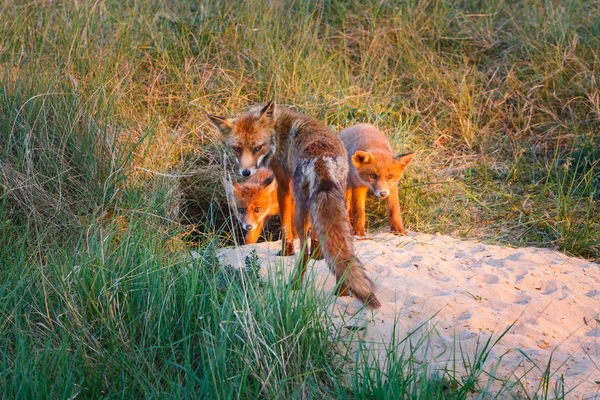 Raposas Jovens Vermelhas Selvagens Habitat Natural — Fotografia de Stock