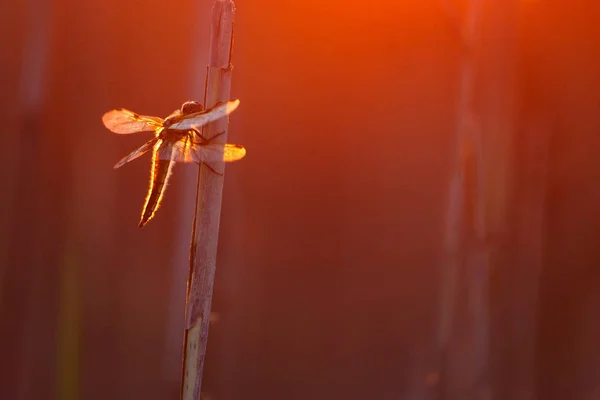 Vue Rapprochée Bel Insecte Demoiselle Pendant Coucher Soleil — Photo