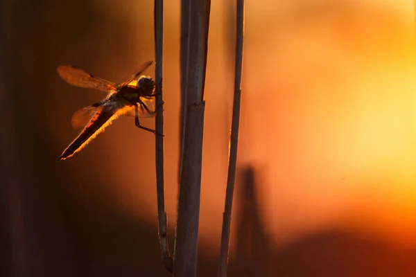 日没時に美しいイトトンボ昆虫のビューを閉じます — ストック写真