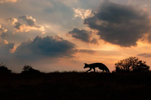Silueta Vulpe Roșie Sălbatică Timpul Apusul Soarelui — Fotografie, imagine de stoc