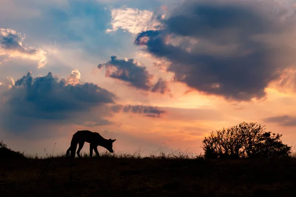 Silhueta Raposa Vermelha Selvagem Durante Pôr Sol — Fotografia de Stock