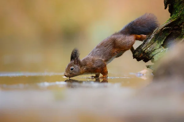 在自然栖息地的小红松鼠与模糊的背景 — 图库照片