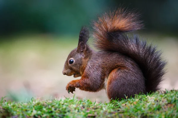 Stäng Upp Lilla Röda Ekorren Naturliga Livsmiljö — Stockfoto