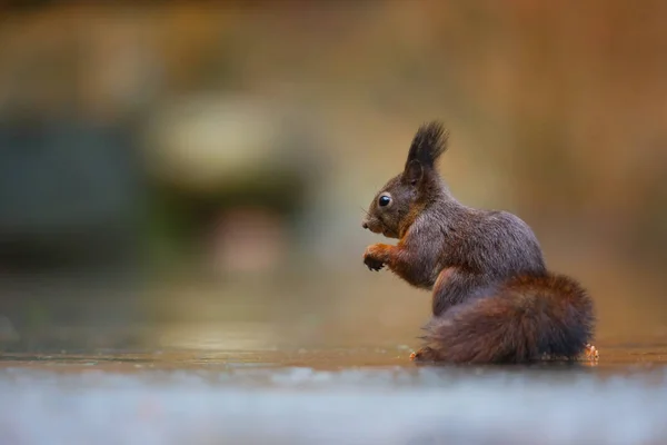 Kleines Rotes Eichhörnchen Natürlichem Lebensraum Mit Verschwommenem Hintergrund — Stockfoto