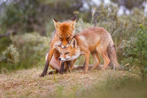 Raposas Jovens Vermelhas Selvagens Habitat Natural — Fotografia de Stock