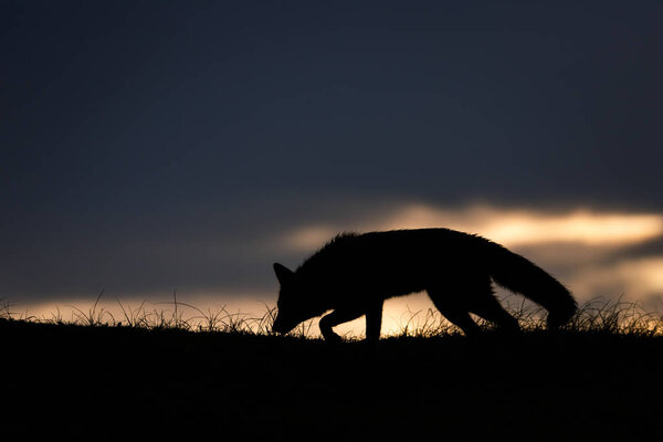 Wild red fox silhouette during sunset